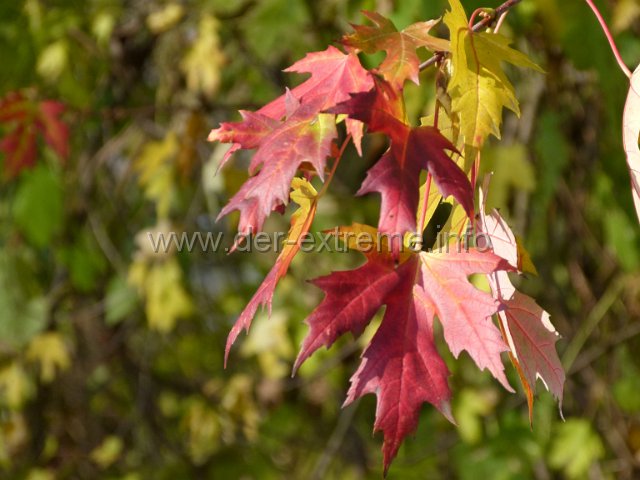 Herbstlaub GK1.jpg